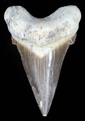 Auriculatus Shark Tooth - Dakhla, Morocco (Restored) #58420